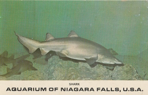 Vintage Unused Postcard: j: Aquarium of Niagara Falls, NY 