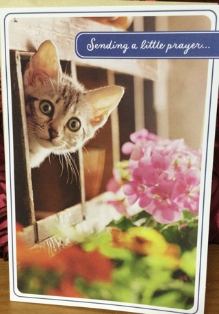 Kitten Caring Card