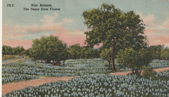 Vintage Used Postcard: (w): Blue Bonnets, Texas