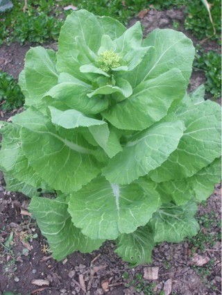 200 seeds of Napa Chinese cabbage - organically grown & perfect for winter crop