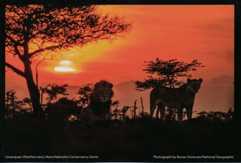 Postcard - National Geograhpic Magic nature - #46 - Kenia