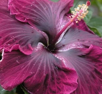 Hey HIBISCUS Lovers!!!! Another Black Dragon