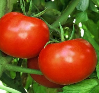Rutgers Tomatoes 10 seed