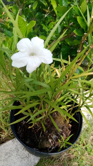 15 Mexican petunia seeds