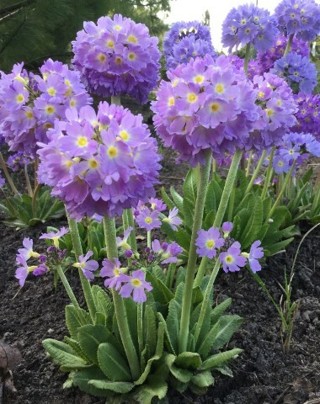 Lilac Drumstick Primrose