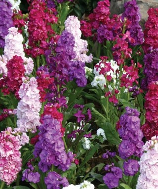 Matthiola Incana