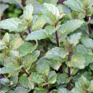 Chocolate Mint Plant Seeds 200 seeds