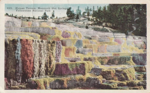 Vintage Used Postcard: g: 1937 Hyman Terrace, Mammoth Hot Springs, Yellowstone