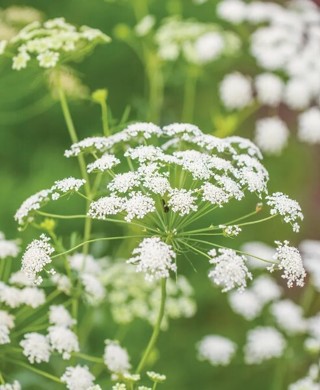 Queen Anne's Lace