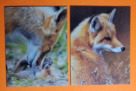 Fox Magnets