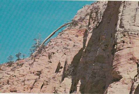 Vintage Unused Postcard: w: Natural Arch, Zion National Park, UT