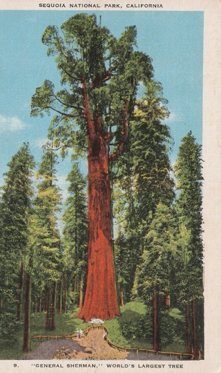 Vintage Used Postcard: 1948 General Sherman, Sequia National Park, CA