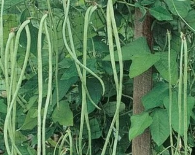 Asparagus Yard Long Bean