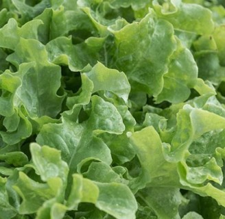 Salad Bowl Lettuce--25