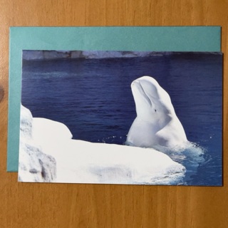 Beluga Whale Note Card