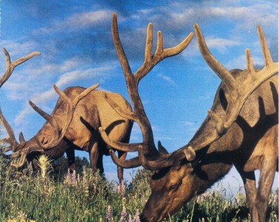 Vintage Postcard Elk