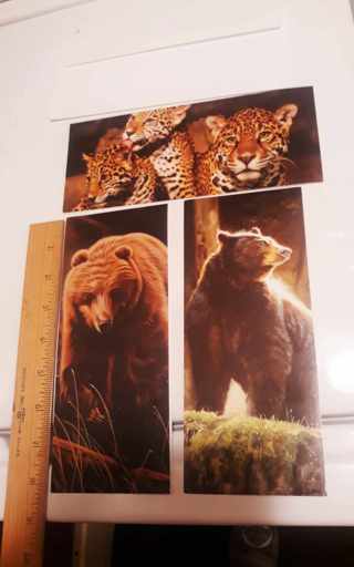 3 Animal Photography Cards (w/Envelopes) Tiger, Bears