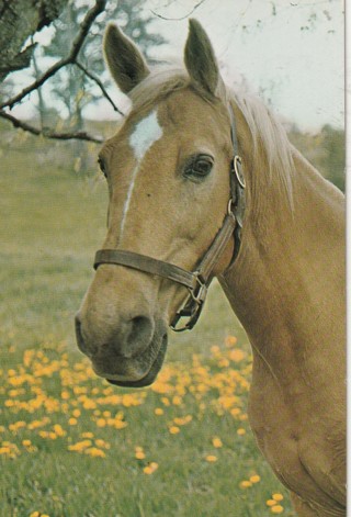 Vintage Unused Postcard: (g) Palomino