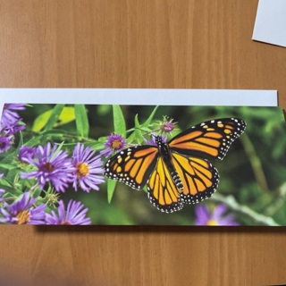 Butterfly Note Card 