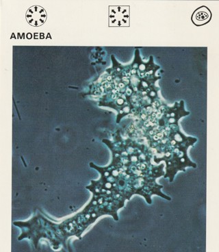 Vintage 1975 Leisure Books Animal Card. AMOEBA