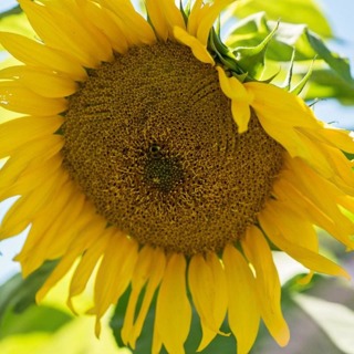 Packet of Mammoth Sunflower Seeds Homegrown For 2024 Gardening Season *