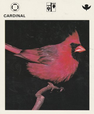 Vintage 1975 Leisure Books Animal Card: crdgin4: CARDINAL