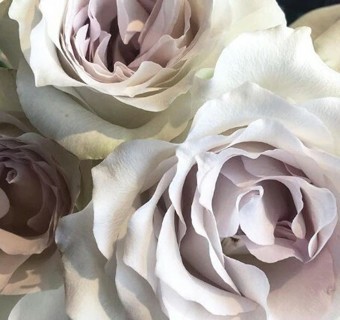 More Roses To Enjoy--Gray Rose!