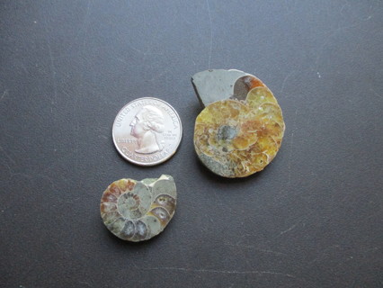 2 Ammonite Fossil Polished Splits 