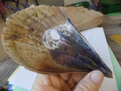 7 inch long tear drop shape brown ribed sea shell  # 2 abalone shell inside barnicles outside