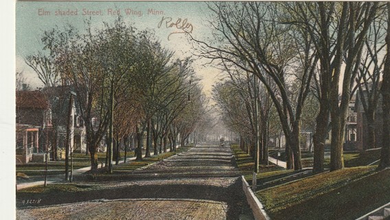 Vintage Used Postcard: 1908 Elm Shaded Street, Red Wing, MN