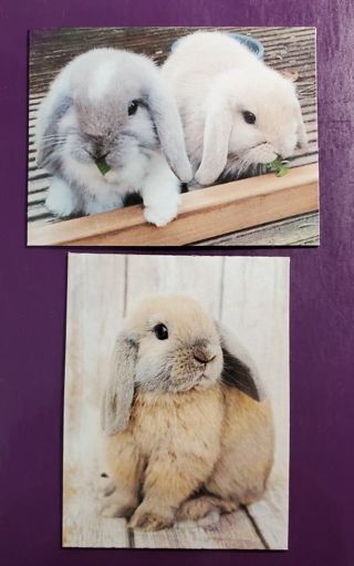 Bunny Rabbit Magnets