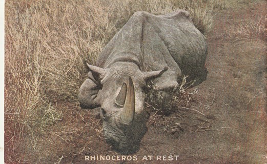 Vintage Unused Postcard: (a1): Rhino at Rest