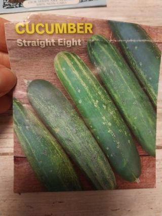 Cucumber seeds 20+