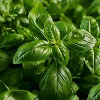 1500 Basil Seeds Ocimum basilicum Thai Basil