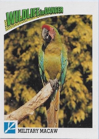  1992 Panini Wildlife in Danger #59 Military Macaw