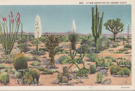 Vintage Unused Postcard: Linen: Desert Cacti