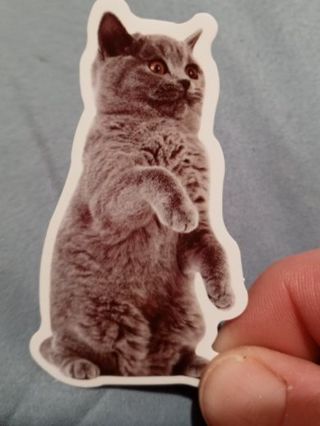 Cat Cute new vinyl sticker no refunds regular mail only Very nice these are all nice
