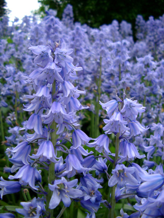 FREE 100 ORGANIC Bluebell BLUE BELL ◠◡✿ Flower Seeds ✿◡◠ 
