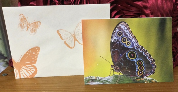 Butterfly Blank Card