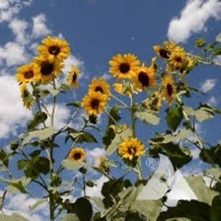 Sunflower Seeds