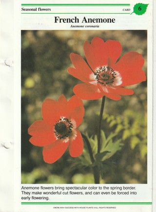 Success with Plants Leaflet: French Anemone