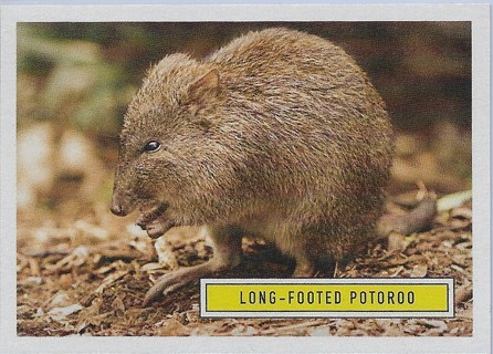 2020 Benefit for Australia #9 Long-footed Potoroo