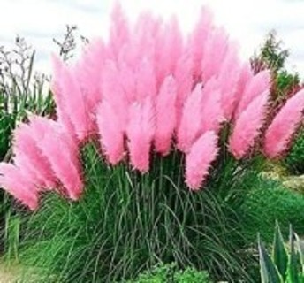 Pink Pampas Grass