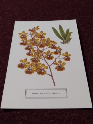 Botanical Postcard - DANCING LADY ORCHID