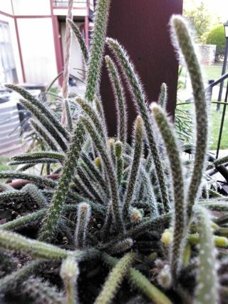 1 Large or 2 Small - Winner's Choice! RAT TAIL CACTUS Cutting(s)