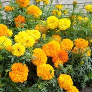 Crackerjack Marigold