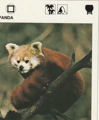 Vintage 1975 Leisure Books Animal Card crdgin5: PANDA