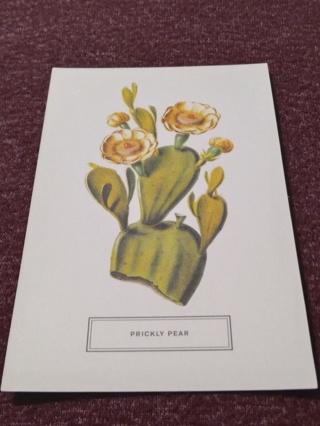 Postcard - PRICKLY PEAR