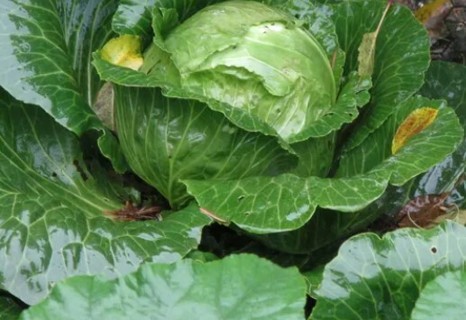 Early Golden Acre Cabbage-15 seeds