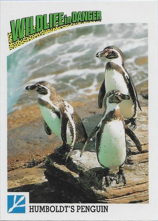  1992 Panini Wildlife in Danger #85 Humboldt's Penguin